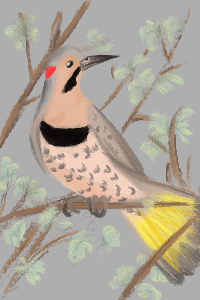 A digitally painted image of a yellow-shafted northern flicker
